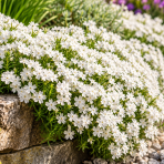 Flox šidlolistý (Phlox subulata) 'WHITE DELIGHT' - kont. C1L